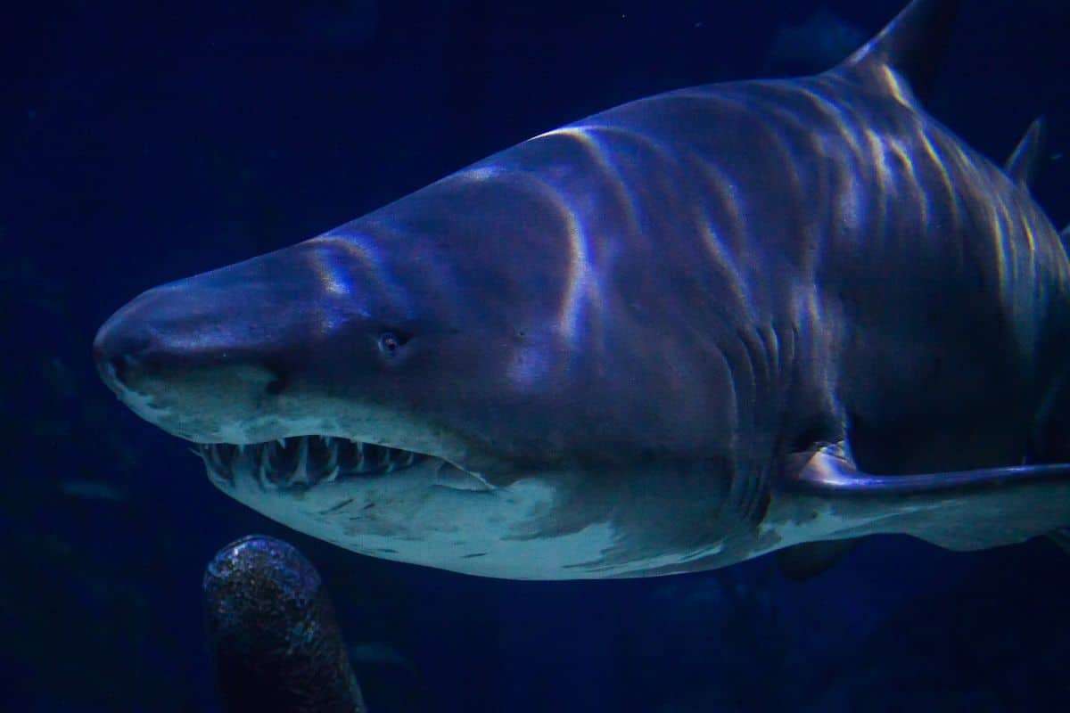 Revealing Megalodon’s True Appearance: A Sleek Ocean Titan Emerges 