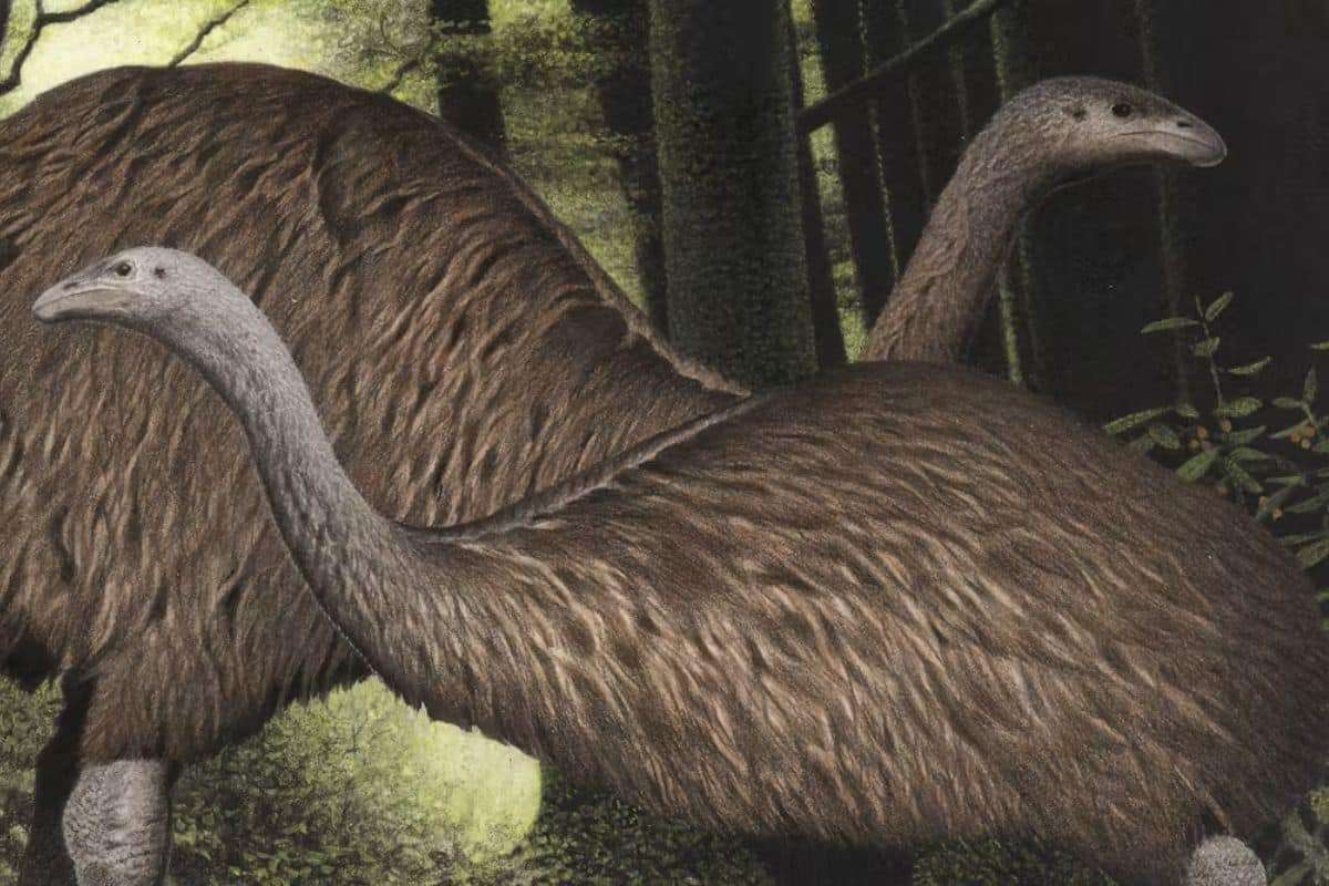 The Rapid Demise of New Zealand’s Moa: How Human Activity Ended a Giant Bird’s Era in Centuries 