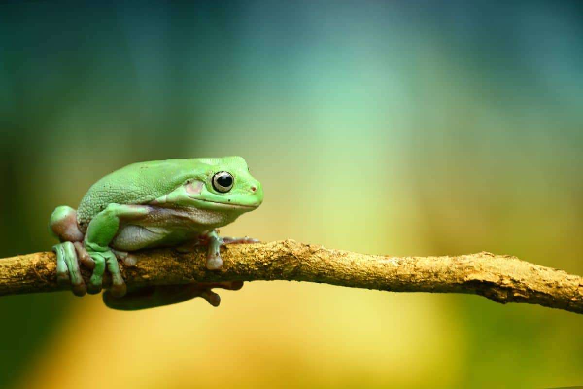 Scientists Identify Three Unique Species Among Australia’s ‘Dunny Frogs’ 