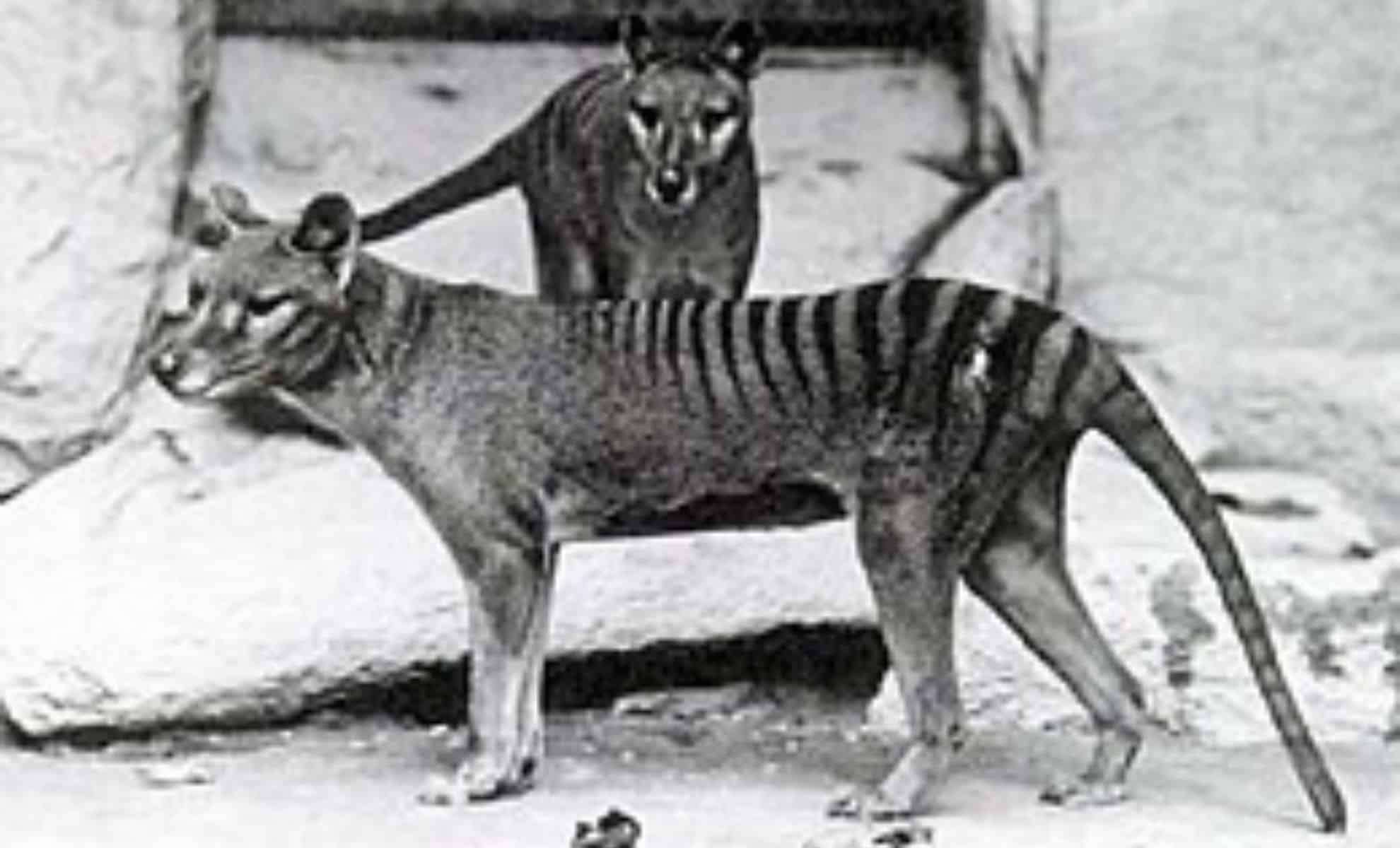 Reviving the Tasmanian Tiger: How Close Are Scientists to Resurrecting This Lost Predator? 