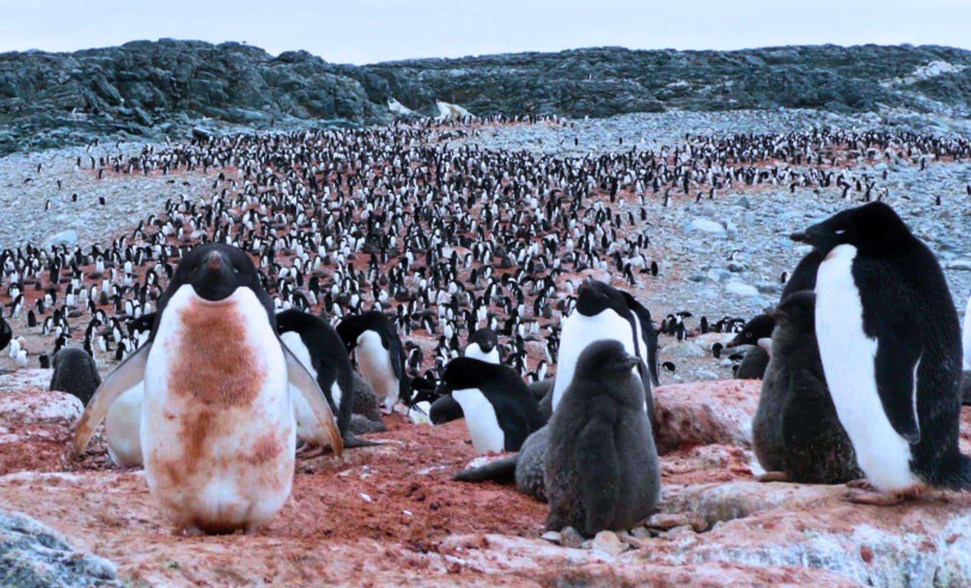 Ancient Penguin Poop Reveals 6,000 Years of Antarctic Climate History 