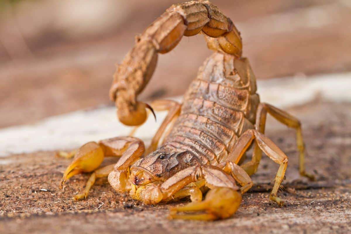 Meet Tityus Achilles: South America's Venom-Spraying Scorpion Sensation 