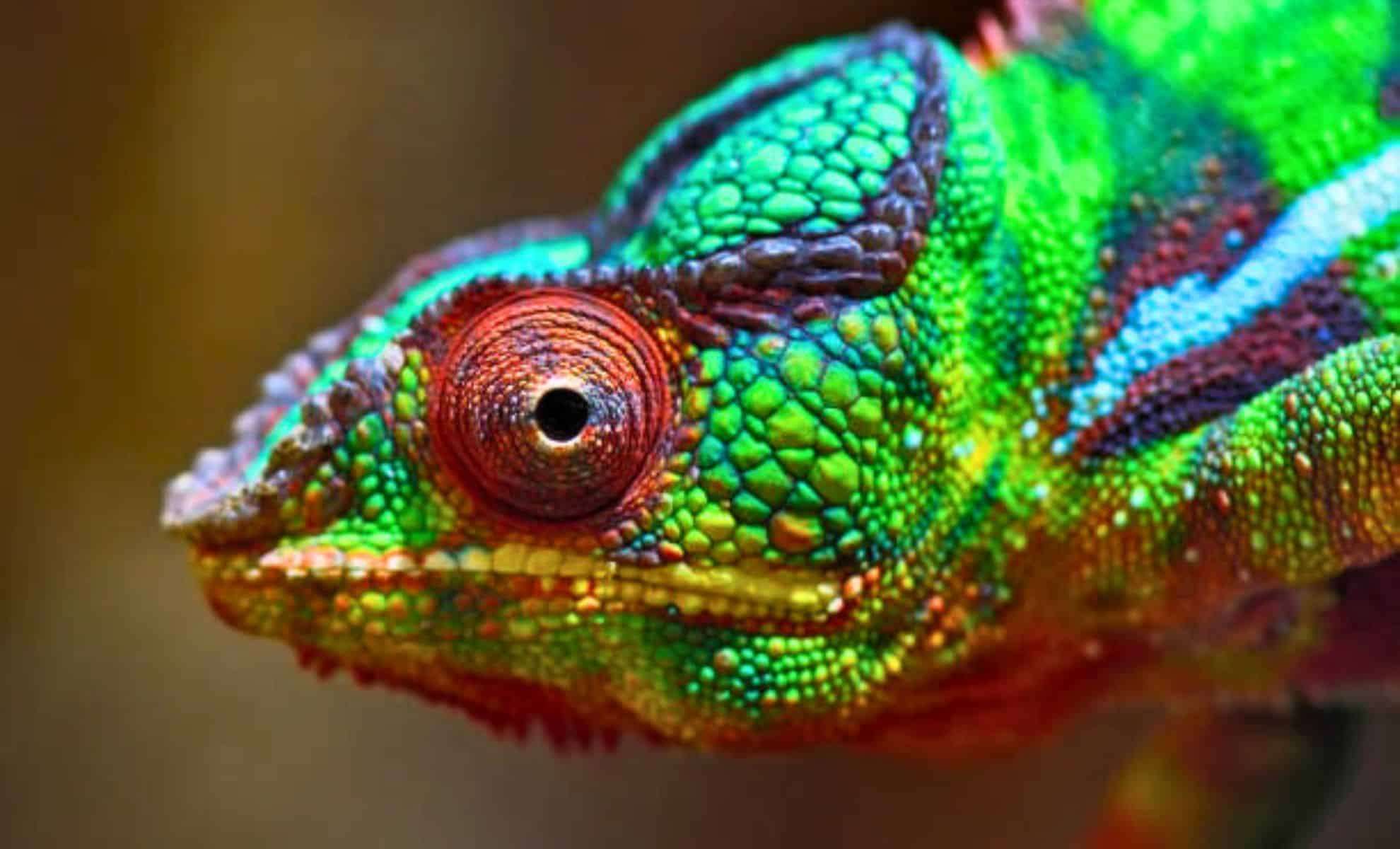 Unveiling Why the “Sleepy” Chameleon Changes Its Colors Beyond Camouflage 