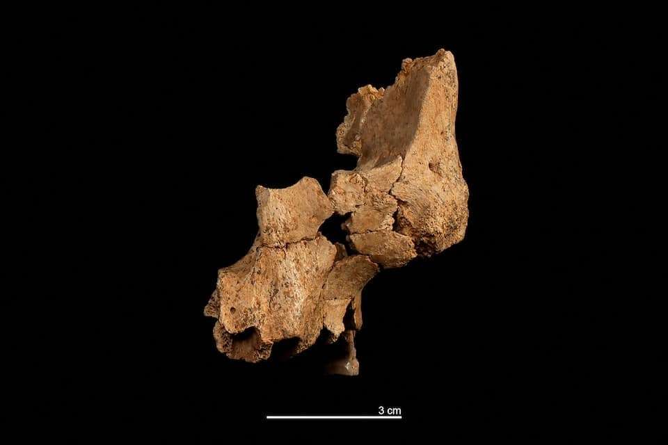 the-oldest-face-in-europe-meet-pink-the-very-first-human-in-western-europe-3b0f50a87c29a169d142977dc7c448bd.jpeg