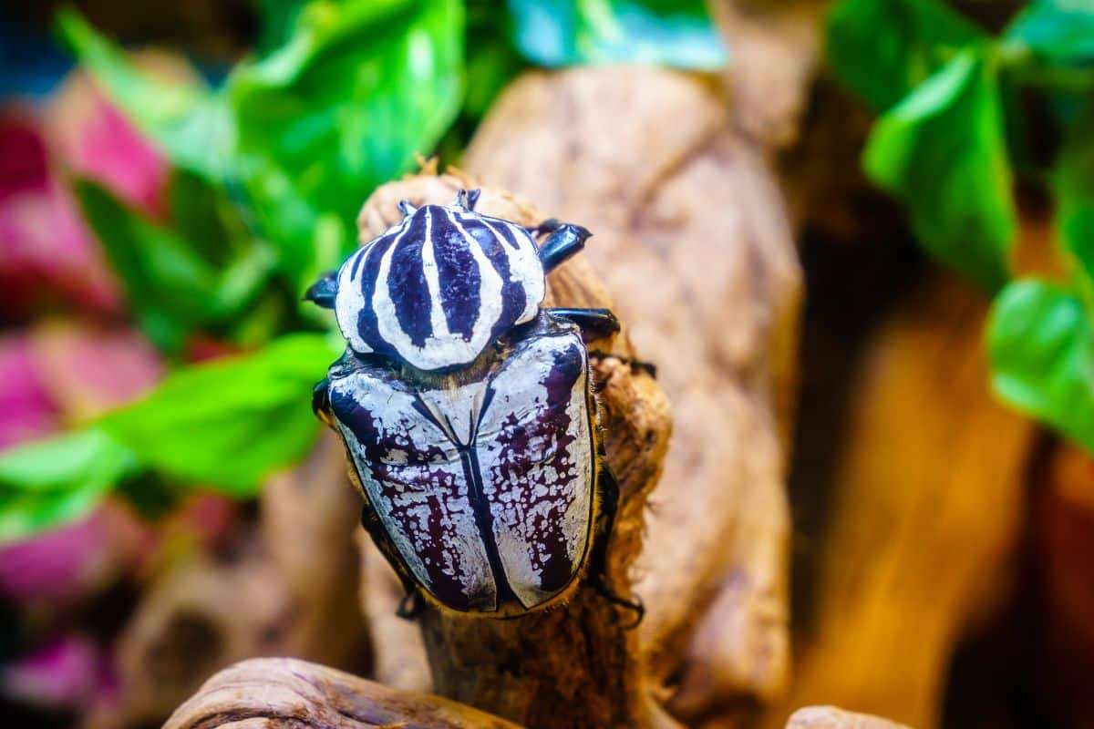 The Vanishing Giant Beetle: How Chocolate Cultivation Threatens Its Survival 