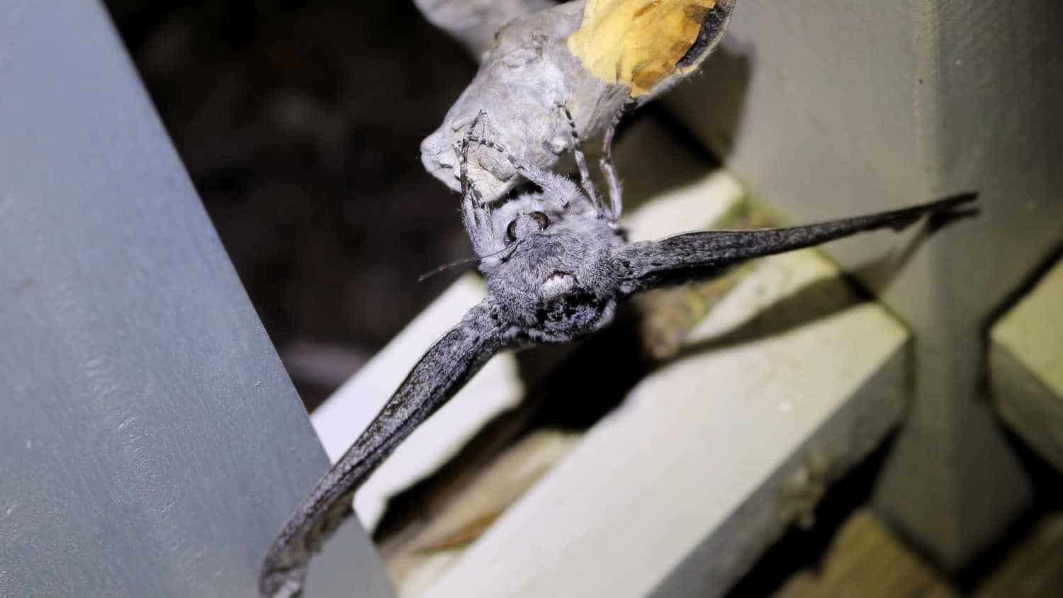 A-giant-wood-moth-baf13820f4221027d2a1cdf56eb8f5dd.jpeg
