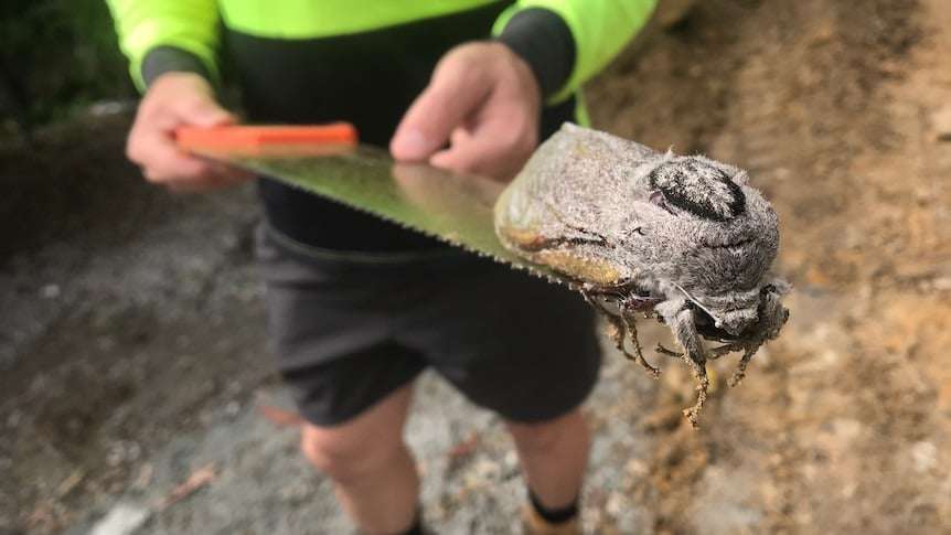 A-giant-wood-moth-was-found-at-Mount-Cotton-State-School-by-builders-92518180d0aff9f207bea7bf0670cc16.jpeg