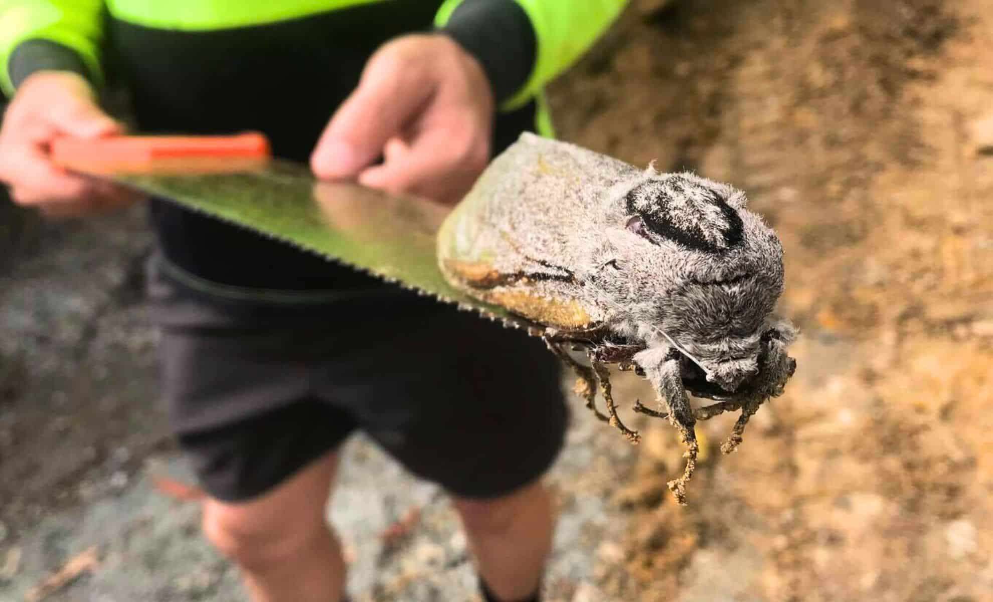 Rare Discovery: Enormous Giant Wood Moth Spotted in Queensland School Grounds 