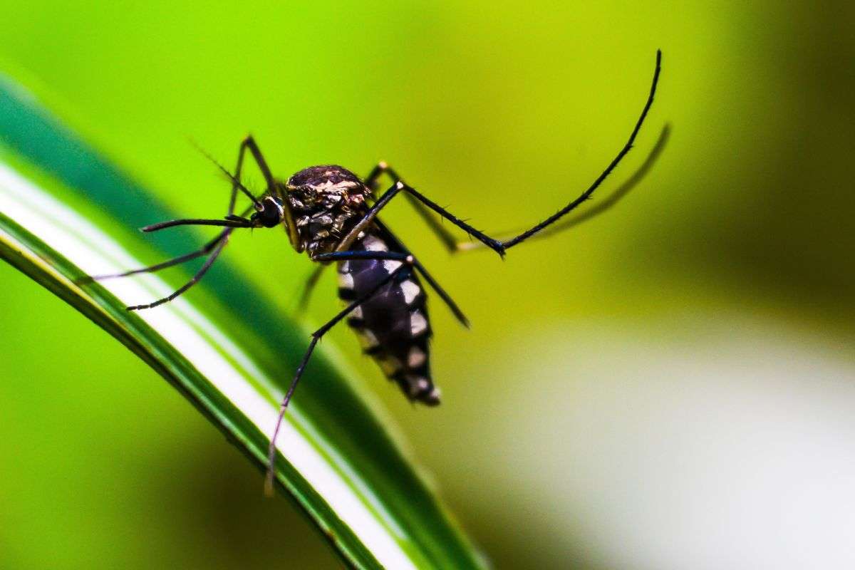 The Surprising Acoustic Abilities of Mosquitoes and Their Tech Potential 