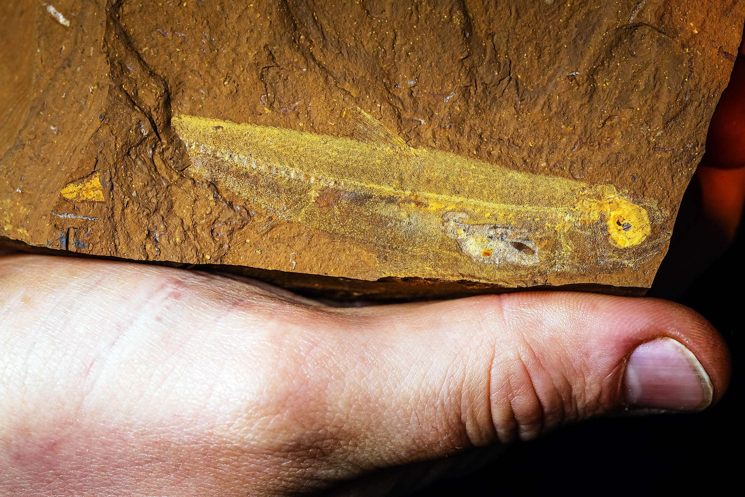 fish_Ferruaspis-brocksi_fossil_stomach-contents_15-million-years-old-4f2d9f866b73c8e9cf64f276d8a5511c.jpg