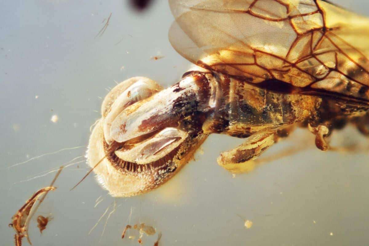 Ancient Amber Unveils Wasp with Abdomen Mimicking Venus Flytrap 