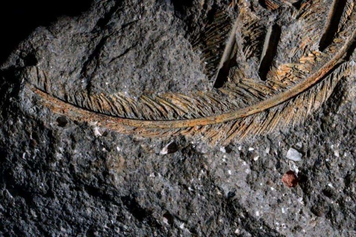 Rare 30,000-Year-Old Vulture Fossil Challenges Fossilization Norms 