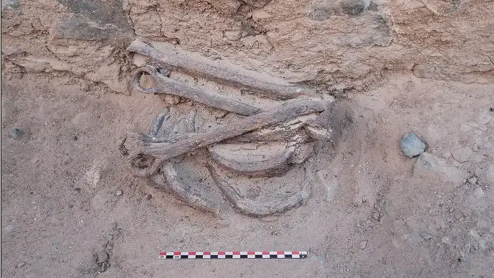 Iron-shackles-being-excavated-at-the-Ghozza-mine-in-Egypt-a09023e0c00467b3a4448cce33a619d5.webp
