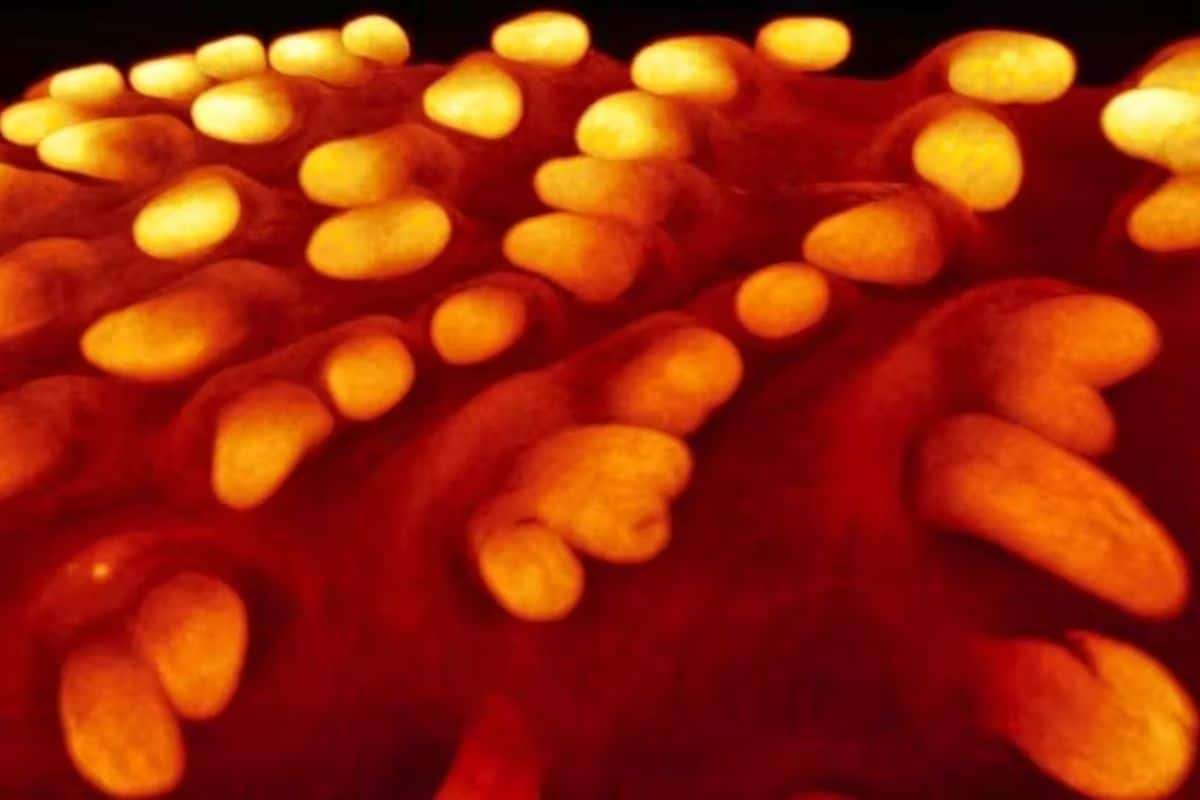 Scientists Activate Ancient Dinosaur-Like Feathers in Chicken Embryos by Toggling Key Gene 