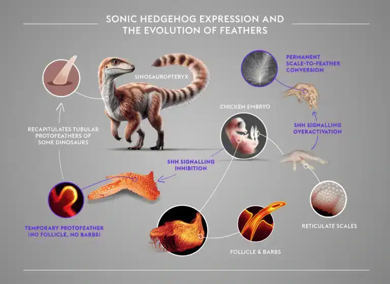 Studys-graphical-representation.-Milinkovitch-Michel-C-c8c96ceaffe8112bfcd4e7ce82bedb4b.webp