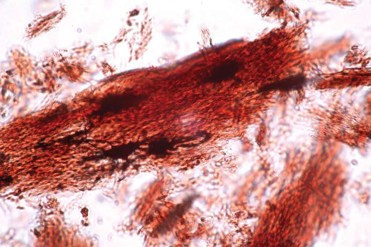 Remarkable Discovery Reveals Dinosaur Cells Intact After 68 Million Years 