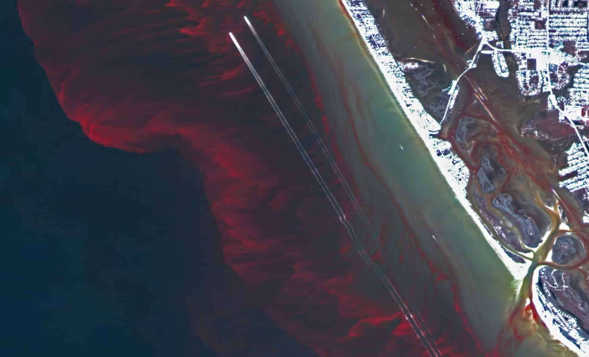 Scientists Reveal Viral Links in Red Tide Blooms Offering New Prediction Possibilities 
