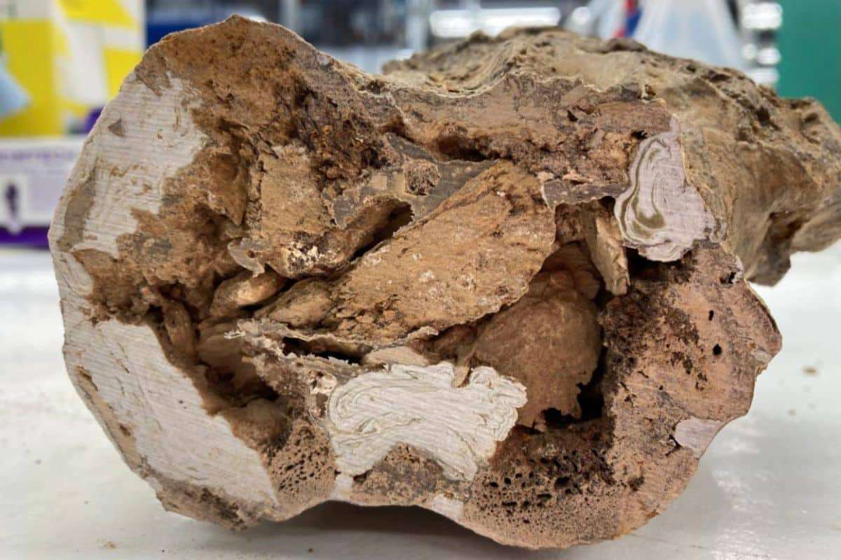 Ancient Dinosaur Bones Yield Unexpected Organic Protein Evidence 