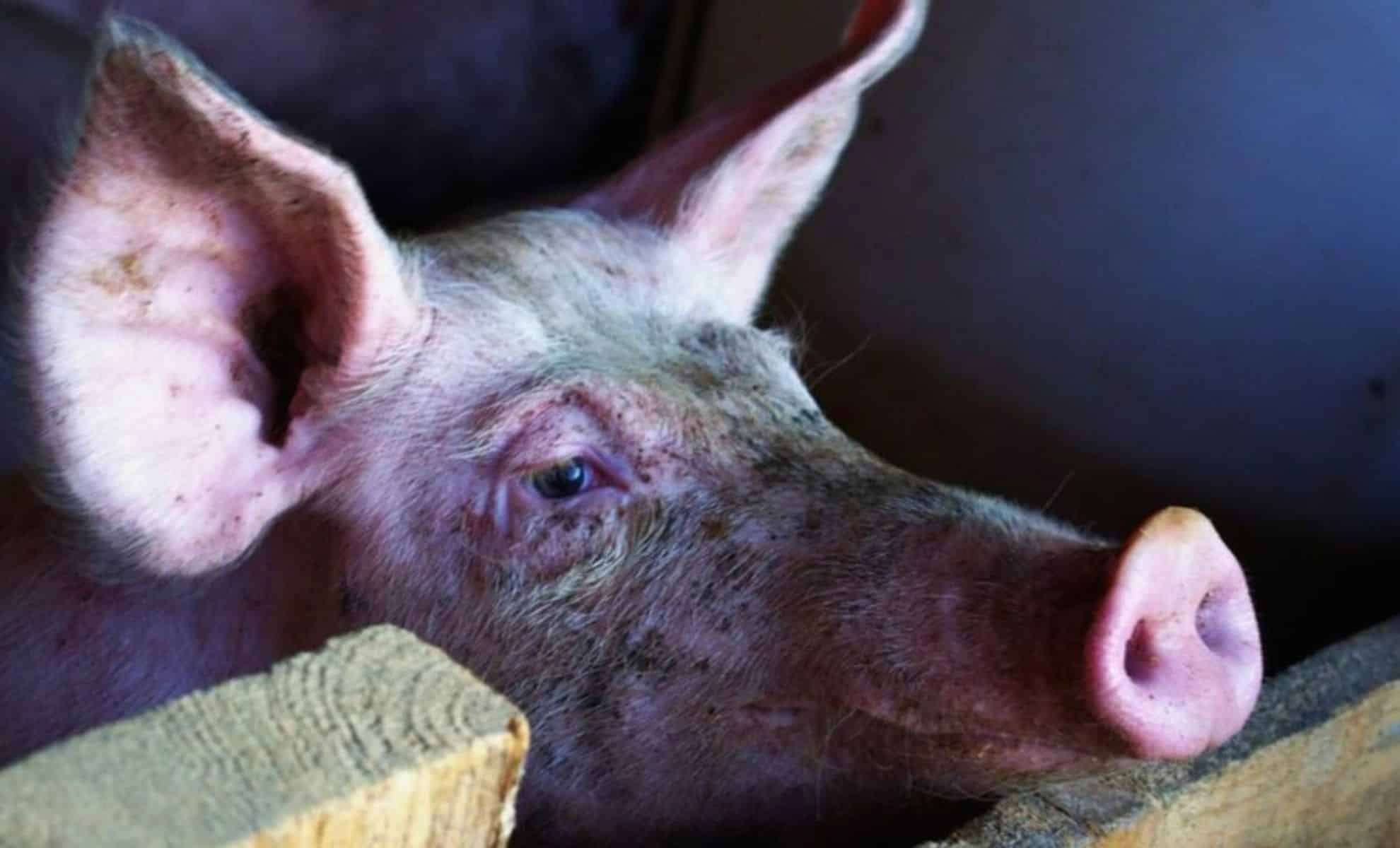 Historic Milestone: Genetically Altered Pig Liver Transplanted into Human Body Successfully 