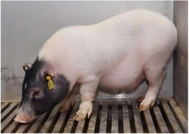 The-genetically-modified-donor-pig-615f0481a0e8937569a14d76f7461031.jpeg
