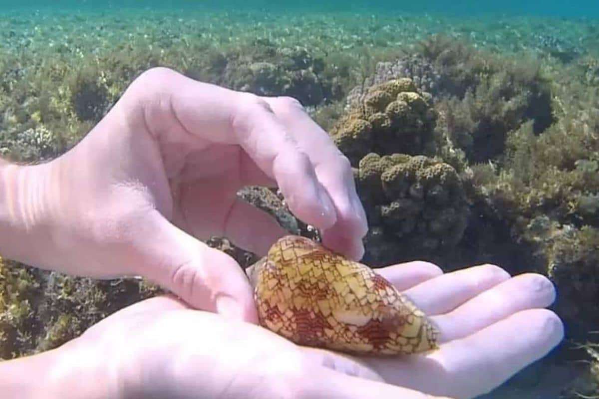 From Beautiful Shell to Deadly Threat: A Diver’s Close Call with a Venomous Snail 