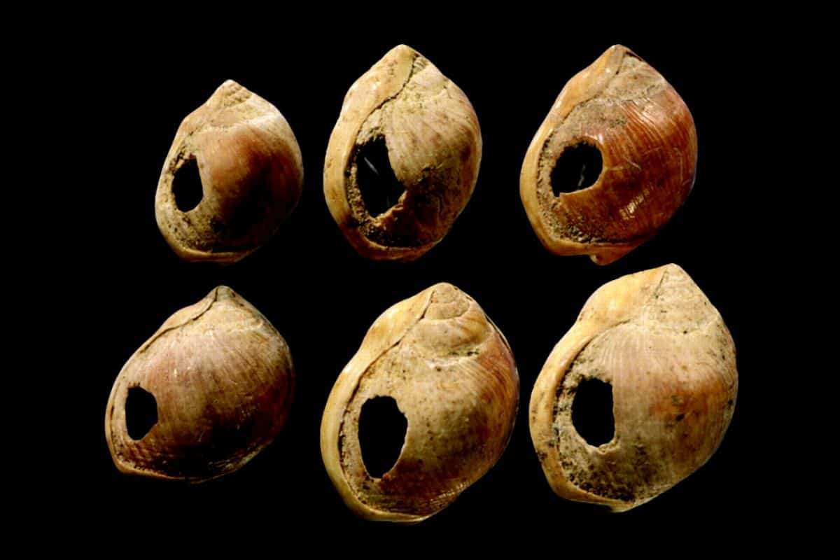 Did Language Originate 135,000 Years Ago and Shape Humanity? 