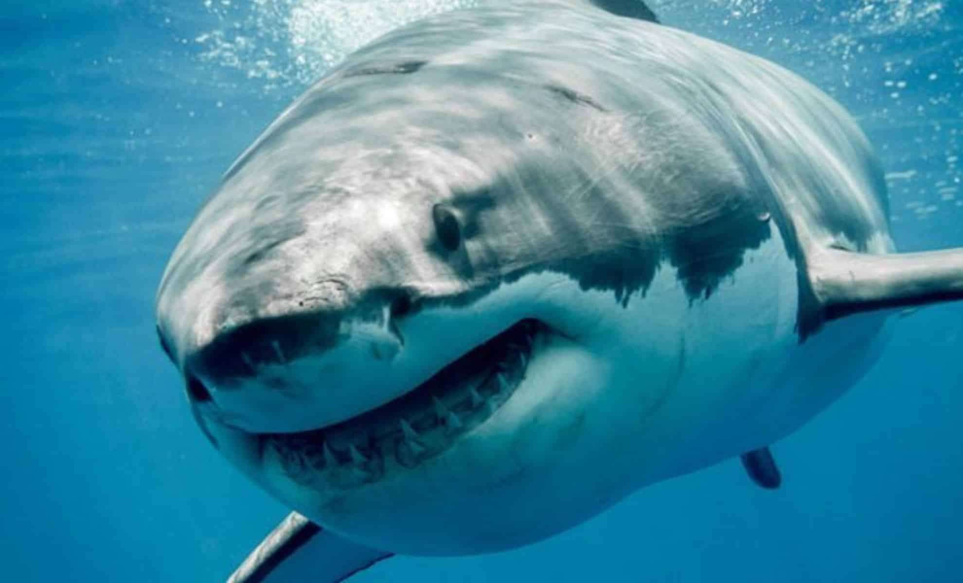 Record-Breaking Atlantic Great White Shark Tagged Off Florida Shores 