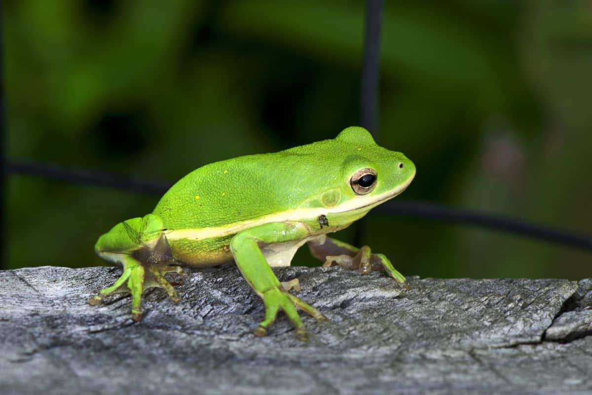After 130 Years, The Mysterious Alsodes Vittatus Frog Emerges Again in Chilean Forests 