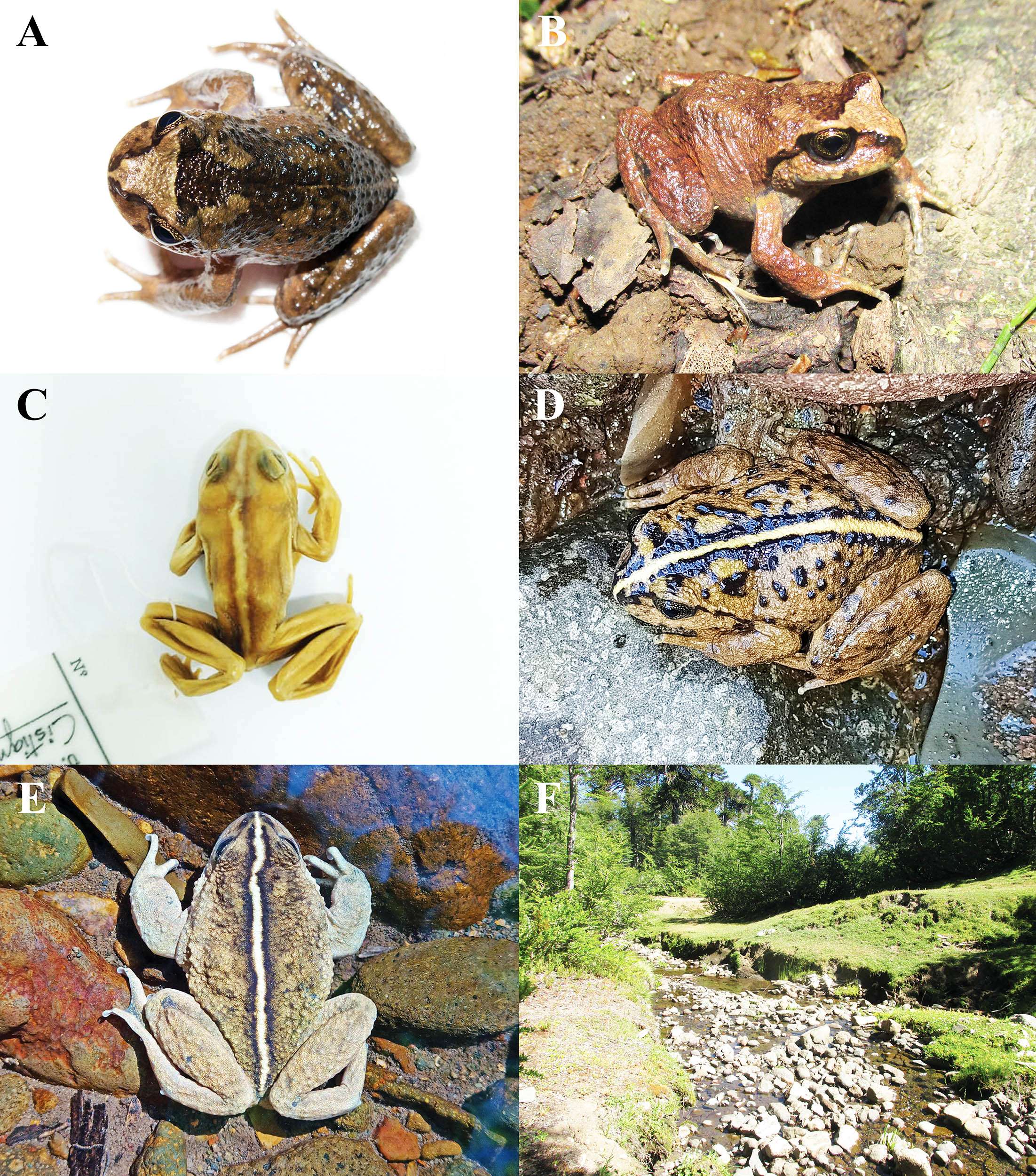 toad-species_Alsodes-vittatus_rediscovered-8882a731ec15f53f341144aa78d7b458.jpg
