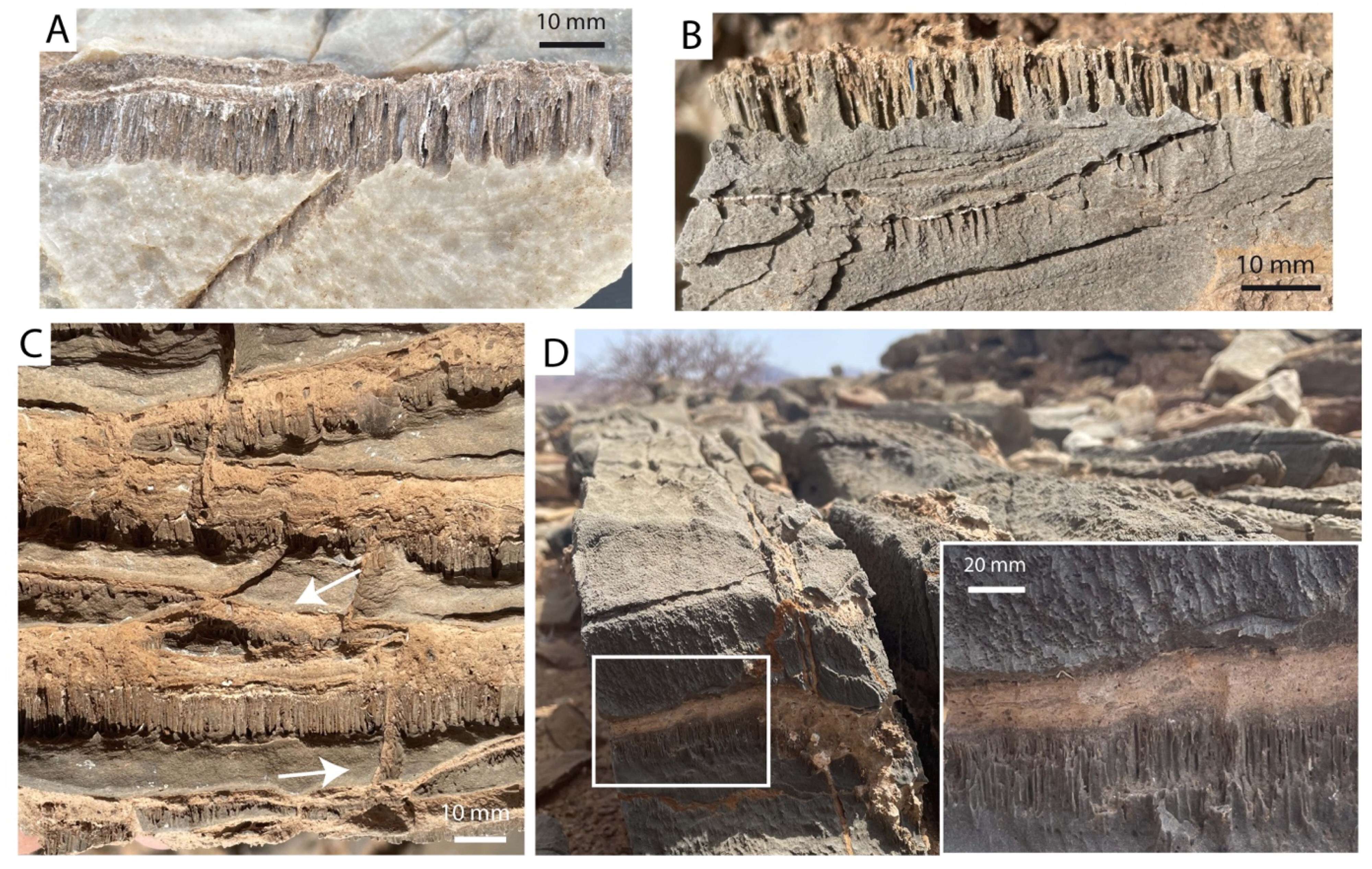 Credit-Geomicrobiology-Journal-f52c4bea24b21a80ca5e19ddafa83086.jpg