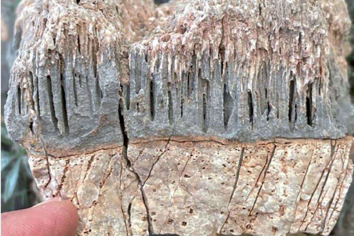 Ancient Microbial Tunnels Unearthed in Desert Rocks Reveal Life’s Deep Past 