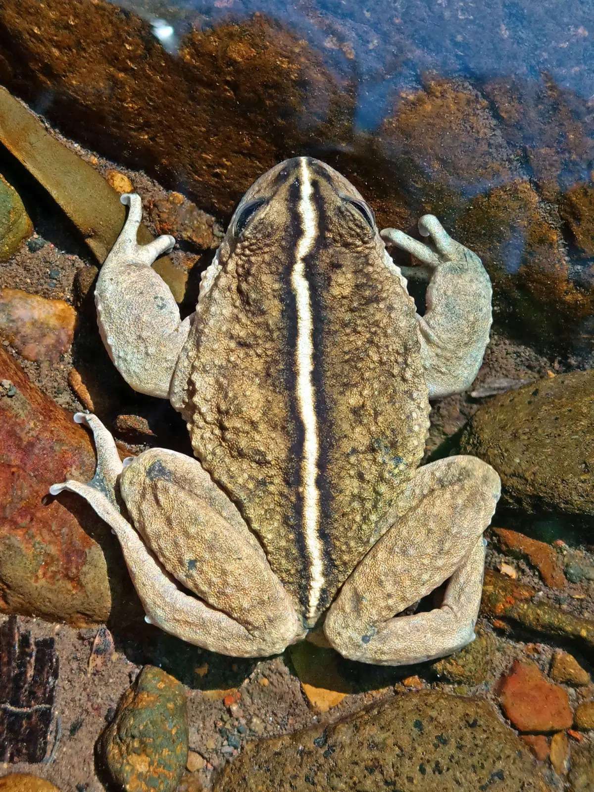 Another-male-individual-of-Alsodes-vittatus-3a6d45f63629a8c66e78eeaf7a9e3003.jpeg