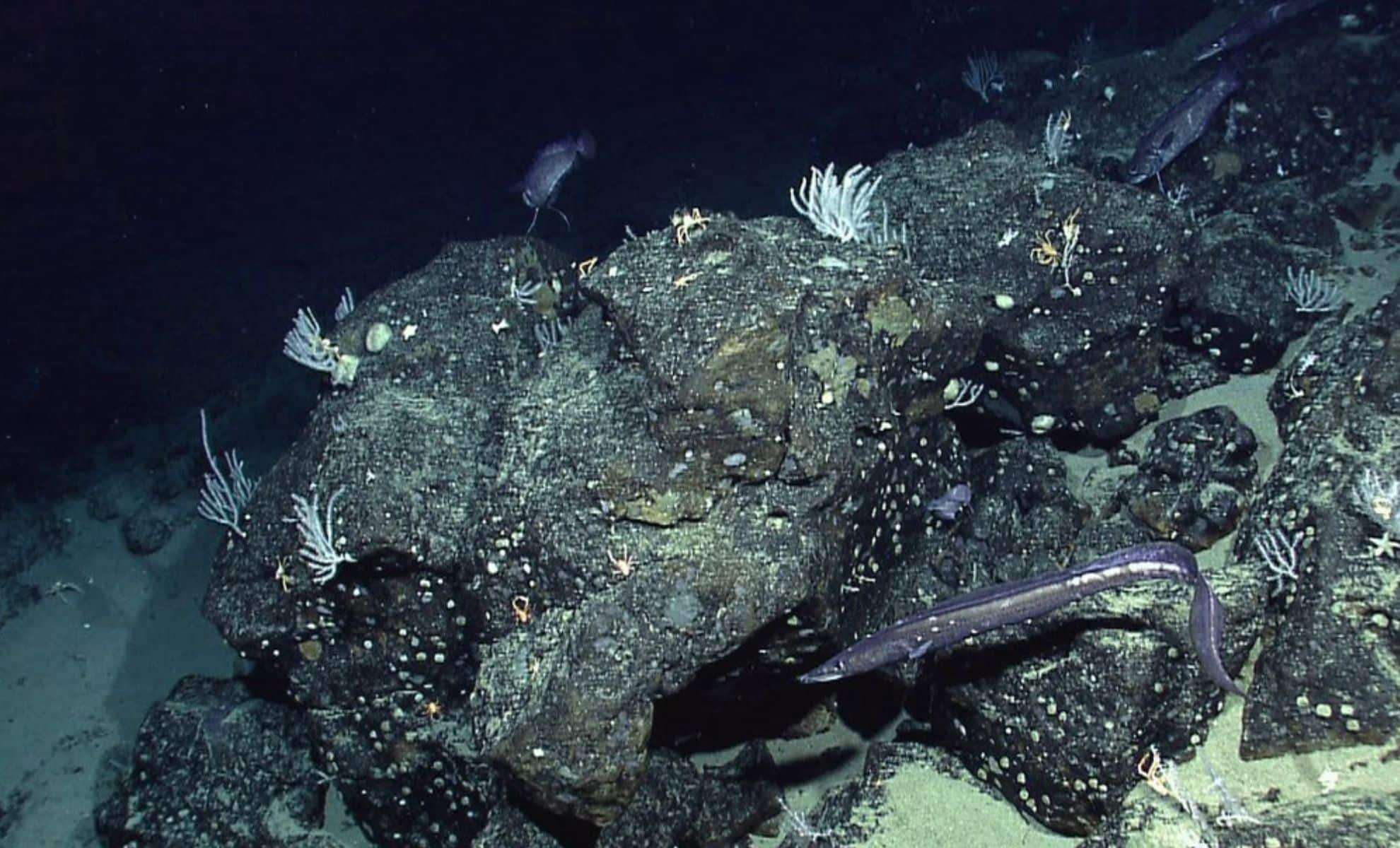 NASA’s New Satellite Unveils the Ocean Floor in Unprecedented Detail 