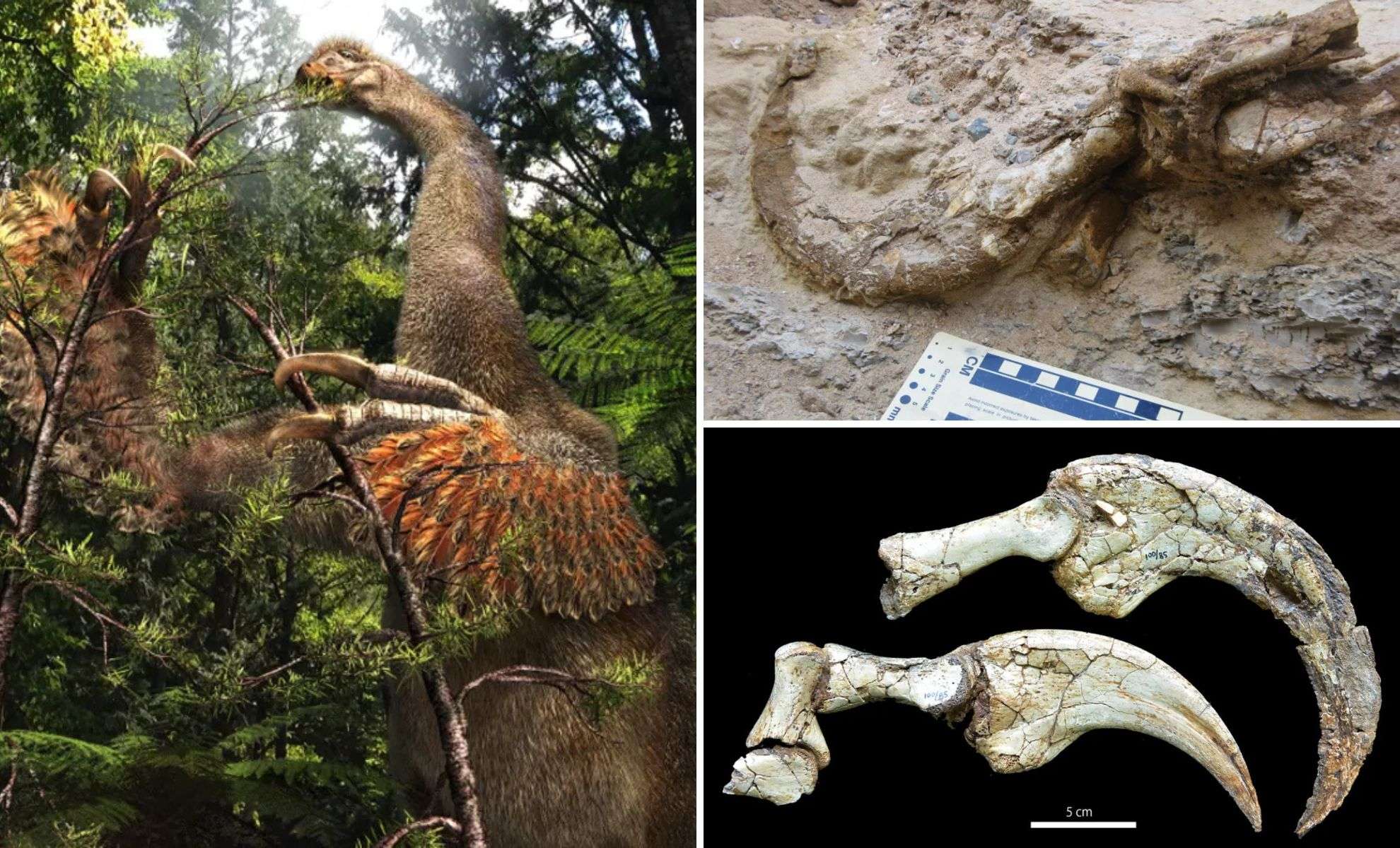 Mongolian Discovery Unearths a Unique Two-Fingered Dinosaur Species 