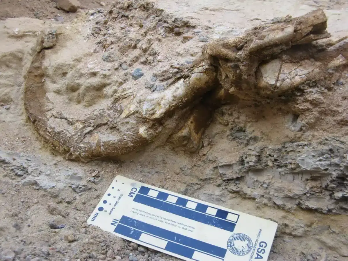 therizinosaur-claw-l-c62aecebc5d11d8f63d5e9086df6f06d.webp
