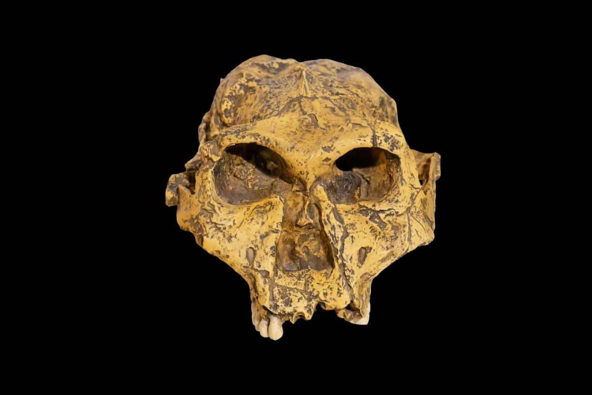 New Fossils Rewrite the Story of Paranthropus robustus Locomotion and Lifestyle 