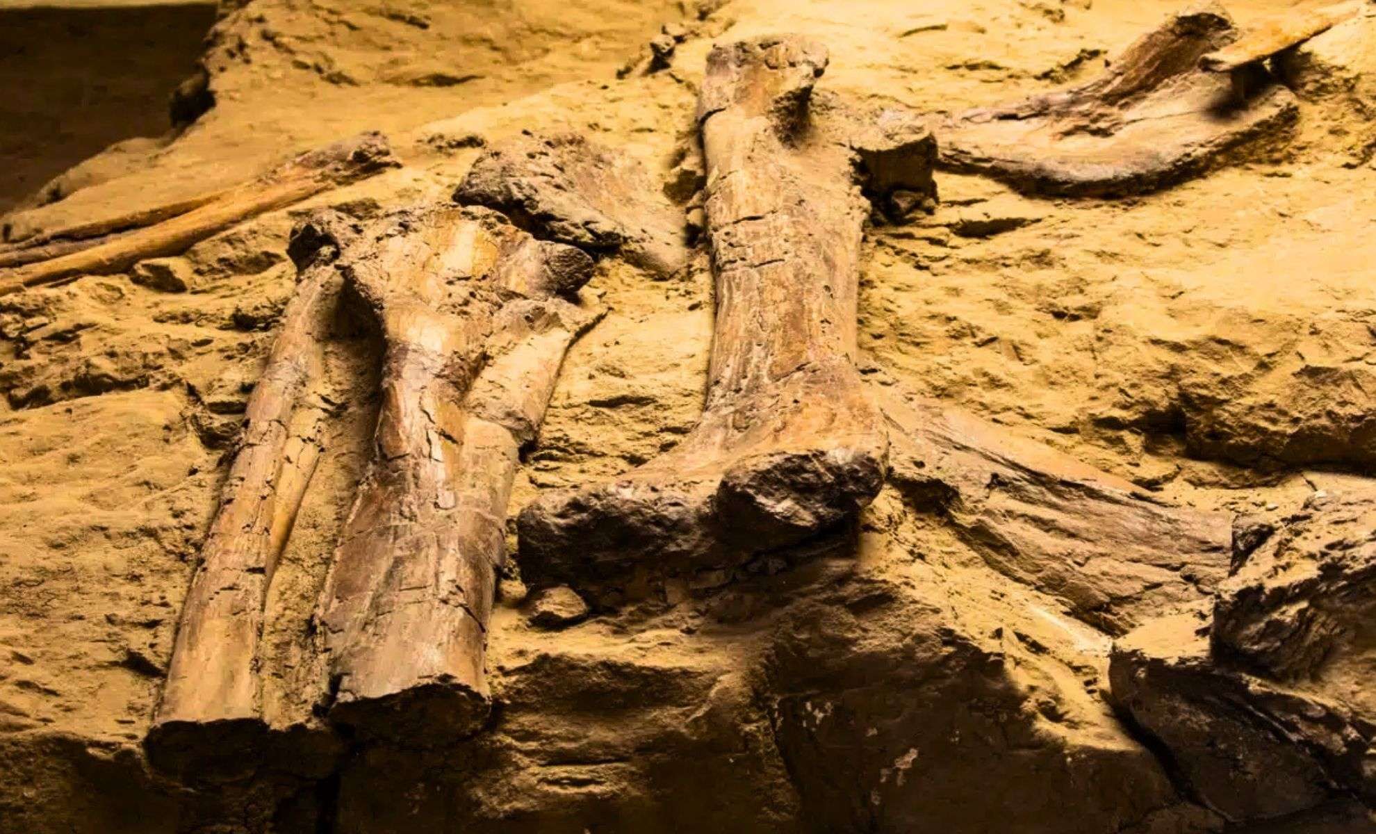 Oldest Herbivorous Cerapodan Dinosaur Unearthed in Morocco, Extending Jurassic Timeline by 2 Million Years 
