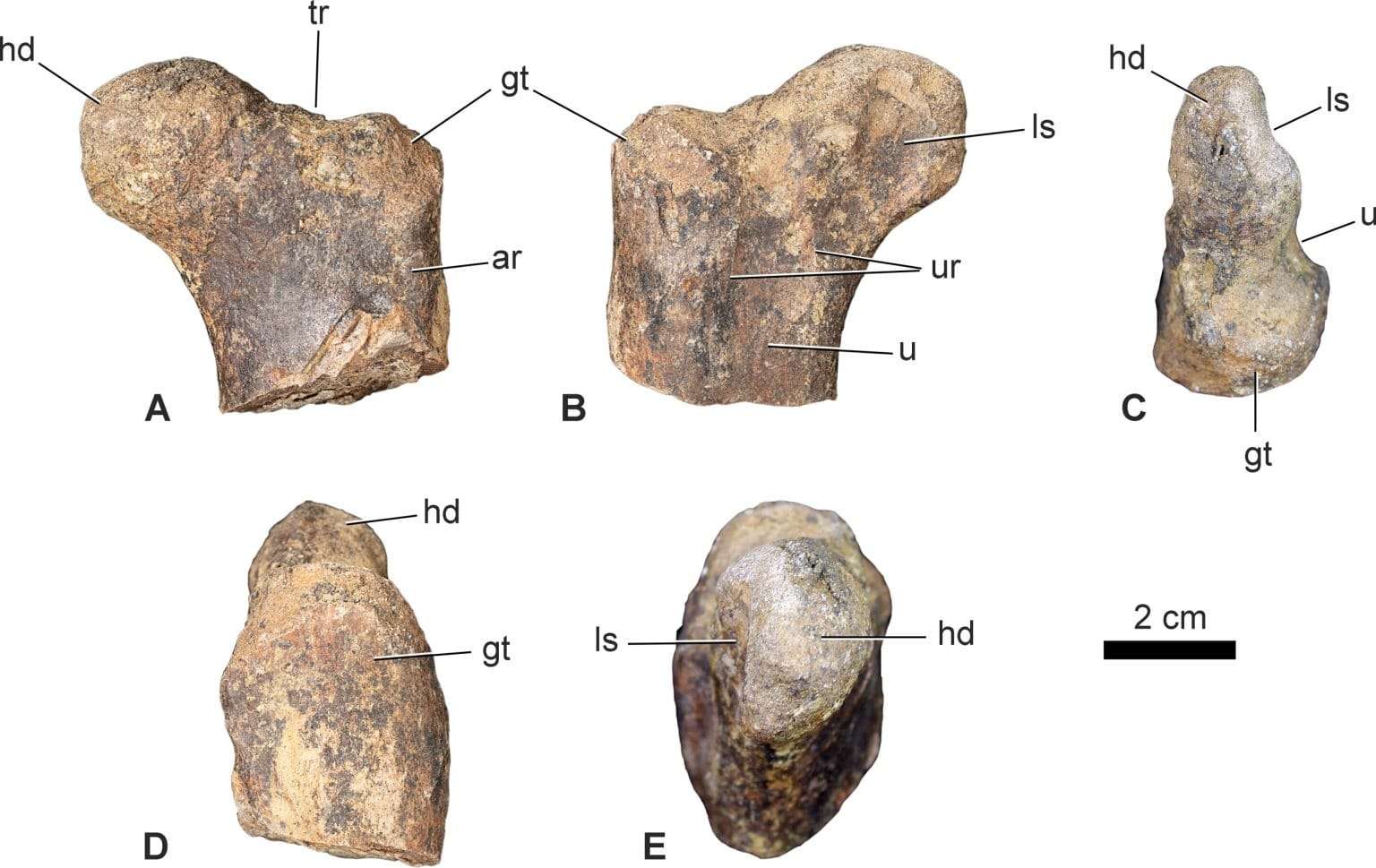 Femur-of-a-cerapodan-dinosaur-ae6b075027089ad5616c675f30b36fb2.jpeg