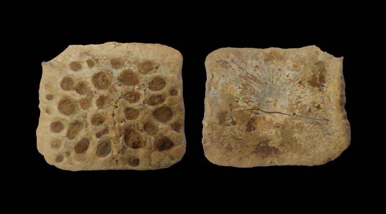 Originally-this-alligator-skin-plate-was-mistakenly-assigned-to-a-turtle-2b3e36d1f46ca768717c1da94c39ca80.jpg