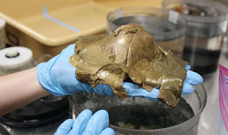 orb-specimen-800-d906ad5a5cb756cc043b08395cf805e1.jpg