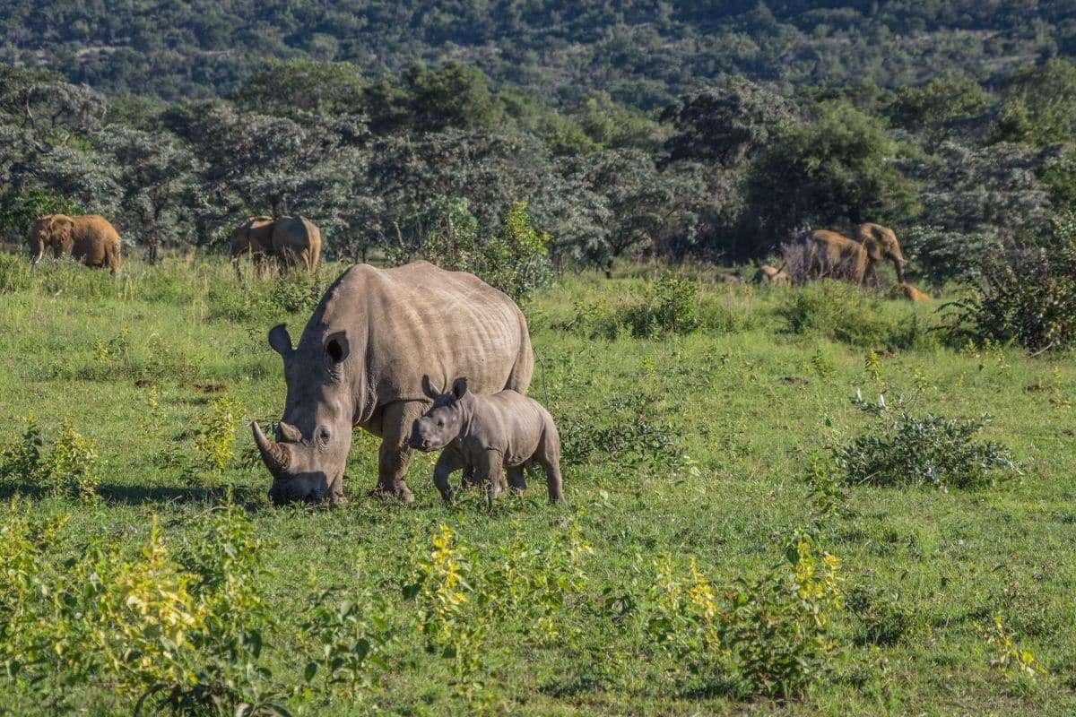 Javan Rhinoceros Reclassified with Distinct Scientific Genus 