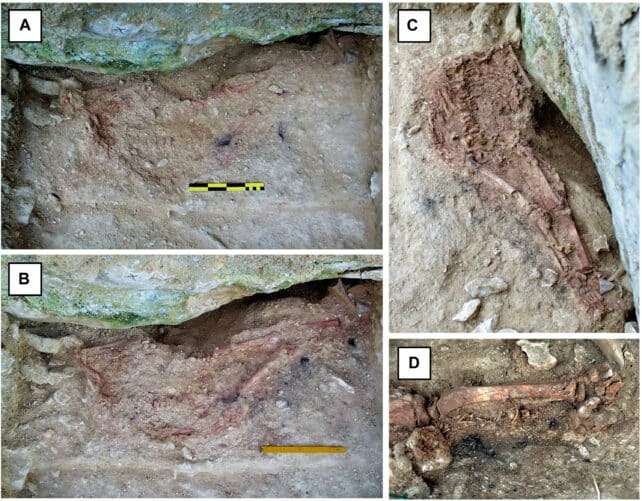 Images-of-the-Lapedo-skeleton-animal-bones-and-traces-of-charcoal-during-the-excavation-in-1998-787d666422f023c9837a8d4c8e7f3f36.jpg