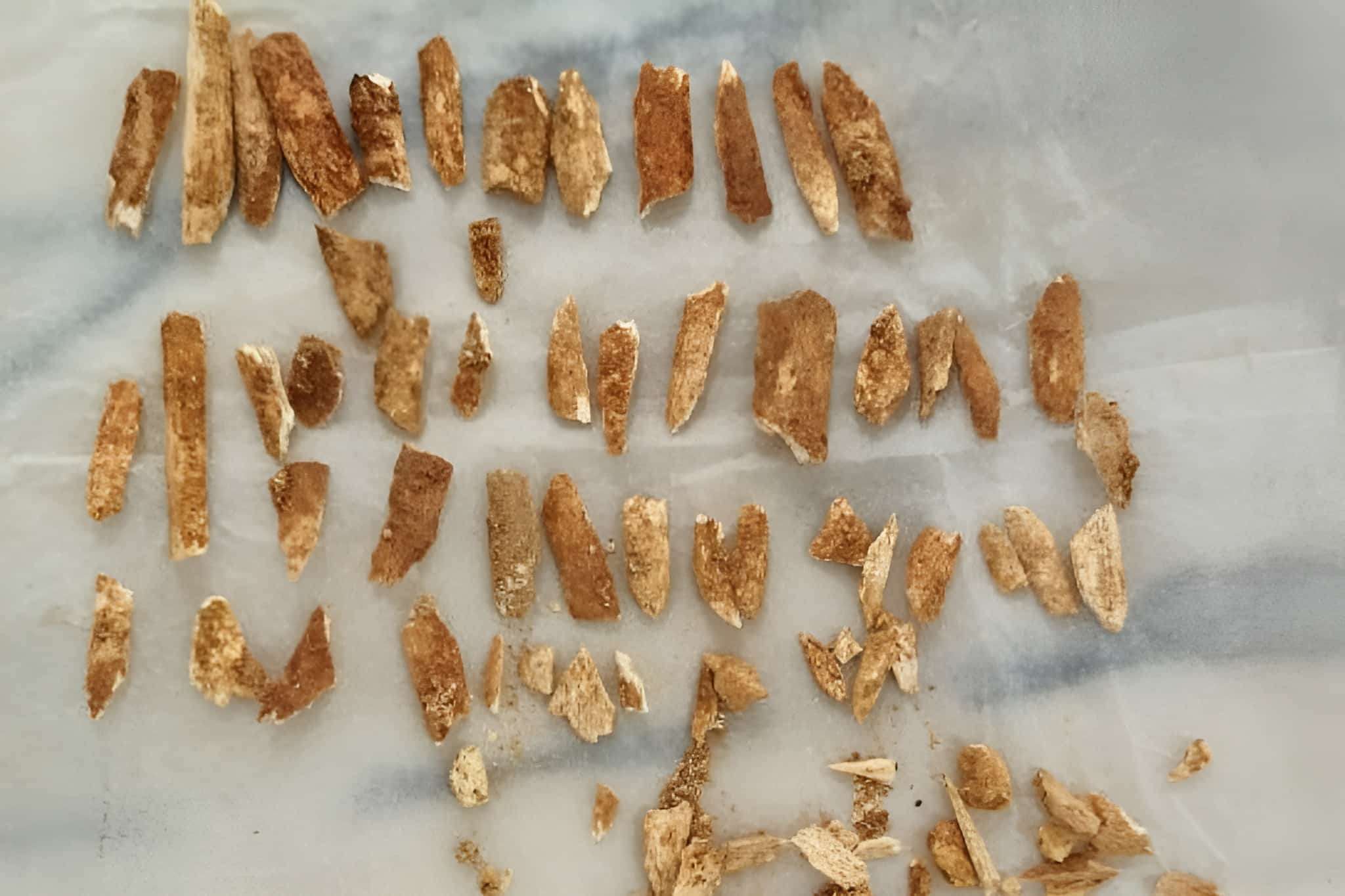 Rewriting History: The Lapedo Child Reshapes Our Understanding of Neanderthal Survival 