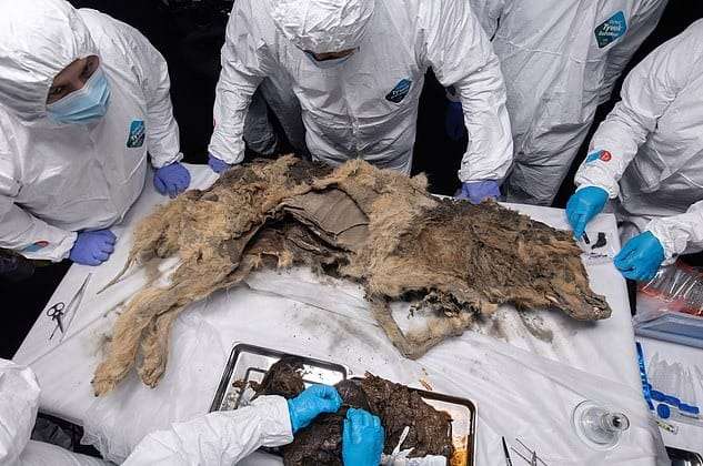 An-autopsy-has-been-conducted-on-an-ancient-wolf-which-has-been-preserved-by-the-permafrost-8b6f0993f7c1e92a41636e74d78cbea5.jpeg