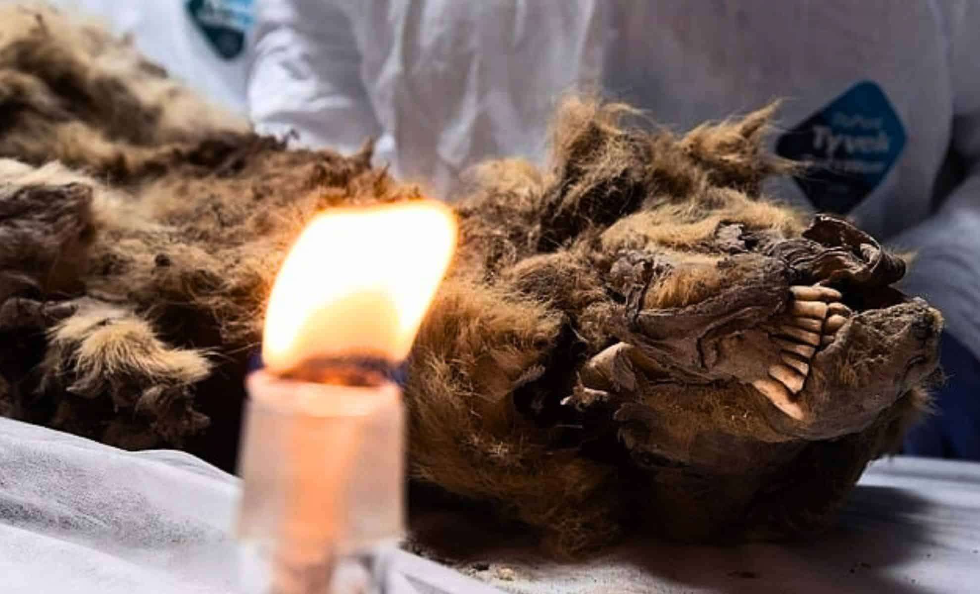 Remarkable Discovery of a 44,000-Year-Old Pleistocene Wolf Frozen in Siberia 