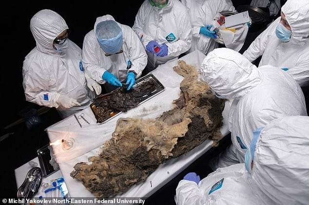 scientists-unearth-a-44000-years-pleistocene-wolf-preserved-in-siberias-permafrost-825733513083db56161227ccccc9f8d4.jpeg