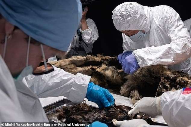 scientists-unearth-a-44000-years-pleistocene-wolf-preserved-in-siberias-permafrost-b8ff6660208a0411731b6c12106421f2.jpeg