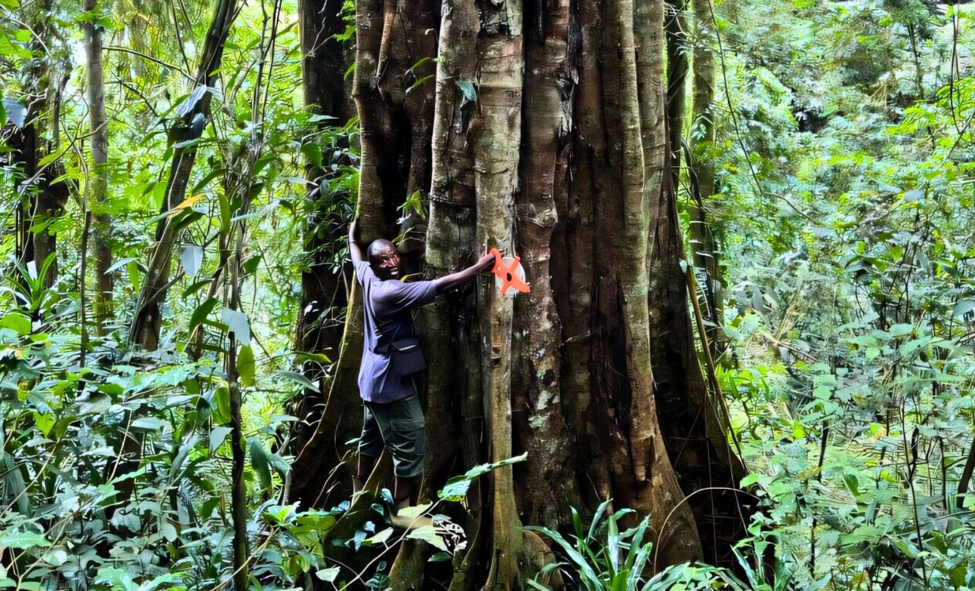 Newly Identified 3,000-Year-Old Tree Species Discovered in Tanzania’s Udzungwa Forests 