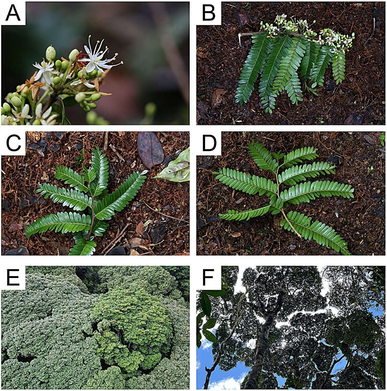Morphological-details-and-general-habit-of-Tessmannia-princeps-2ae2c5aa4236a233de85f1ae9e9550a1.jpeg