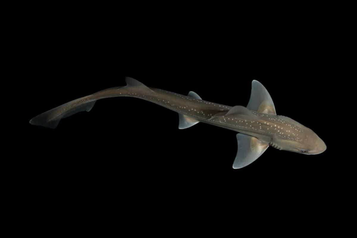 Unexpected Shark Sounds: New Zealand Rig Sharks Emit Loud Clicks 